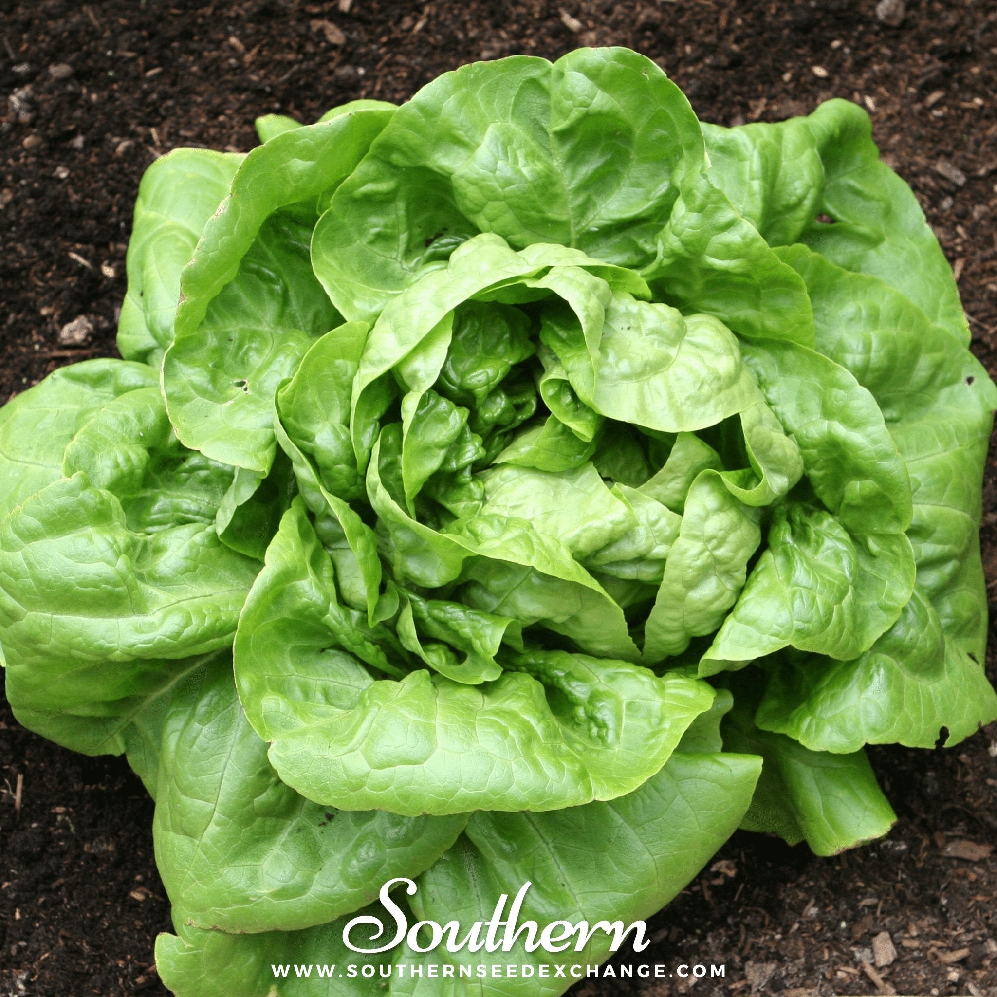 Lettuce, Buttercrunch (Lactuca sativa) - 500 Seeds - Southern Seed Exchange