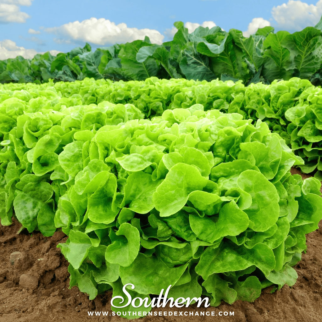 Lettuce, Buttercrunch (Lactuca sativa) - 500 Seeds - Southern Seed Exchange