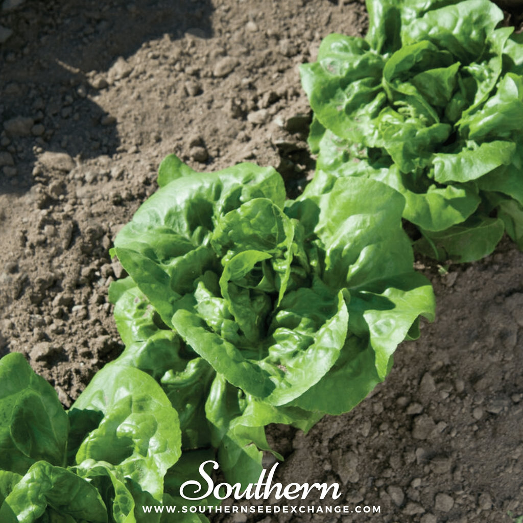 Lettuce, Buttercrunch (Lactuca sativa) - 500 Seeds - Southern Seed Exchange