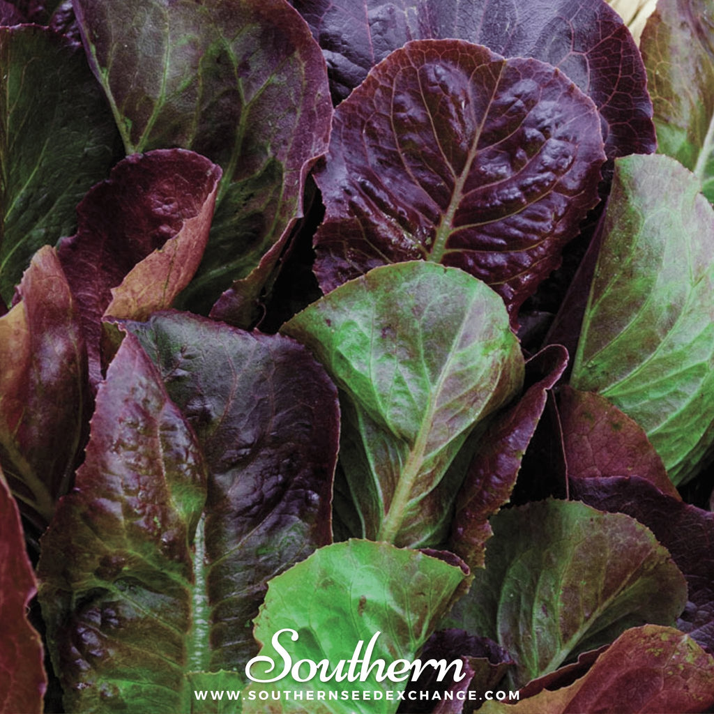 Lettuce, Cimmaron Romaine (Lactuca sativa) - 200 Seeds - Southern Seed Exchange