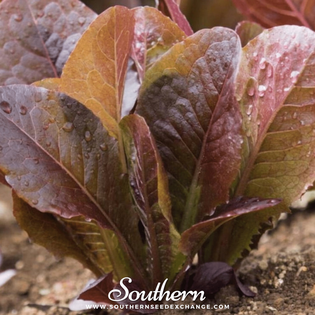 Lettuce, Cimmaron Romaine (Lactuca sativa) - 200 Seeds - Southern Seed Exchange