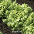 Lettuce, Green Ice (Lactuca sativa) - 500 Seeds - Southern Seed Exchange