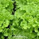 Lettuce, Green Ice (Lactuca sativa) - 500 Seeds - Southern Seed Exchange