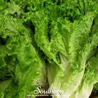 Lettuce, Green Ice (Lactuca sativa) - 500 Seeds - Southern Seed Exchange