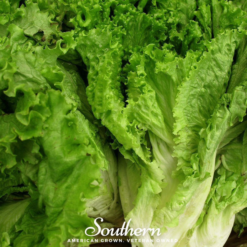 Lettuce, Green Ice (Lactuca sativa) - 500 Seeds - Southern Seed Exchange