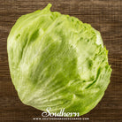 Lettuce, Iceberg (Lactuca sativa) - 500 Seeds - Southern Seed Exchange