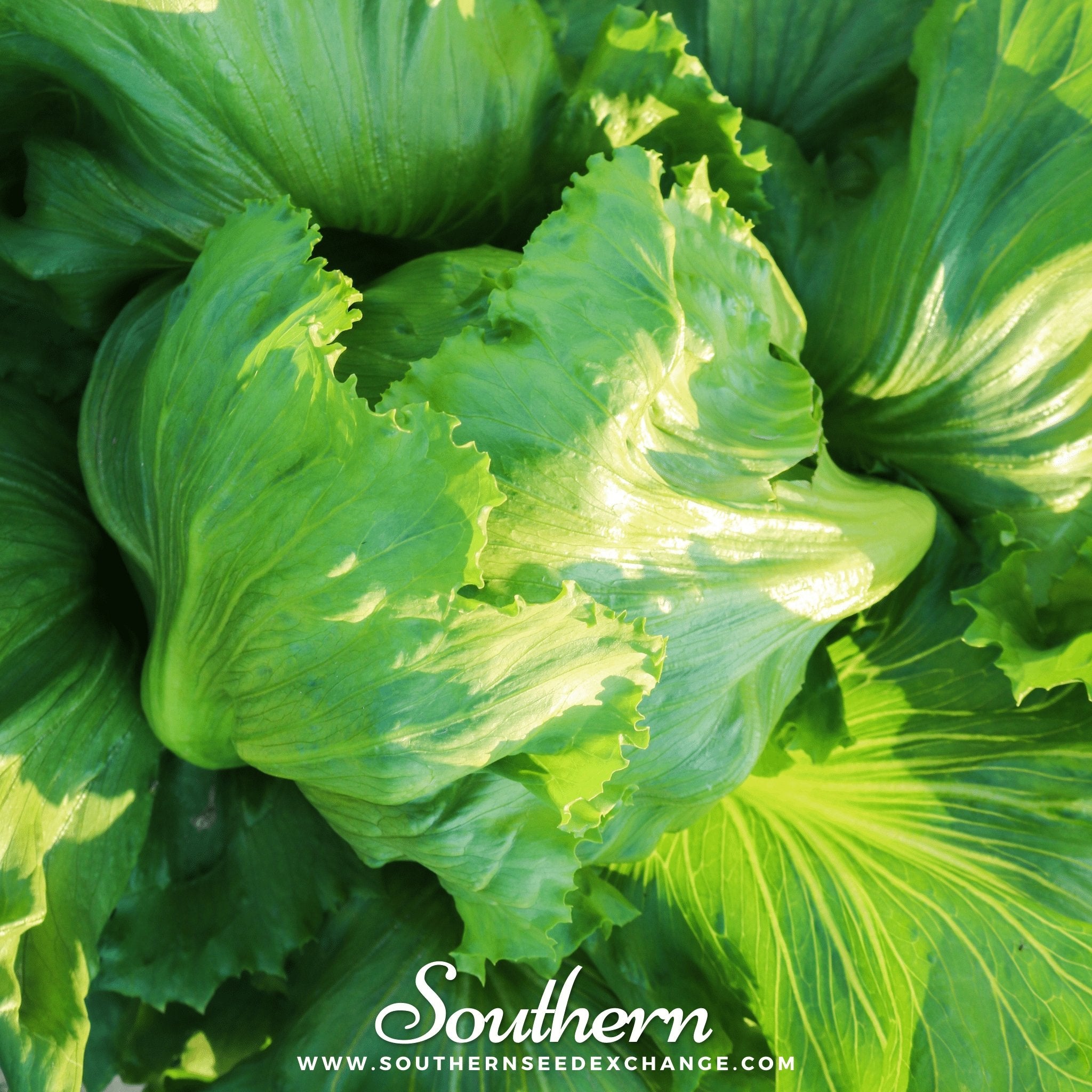 Lettuce, Iceberg (Lactuca sativa) - 500 Seeds - Southern Seed Exchange