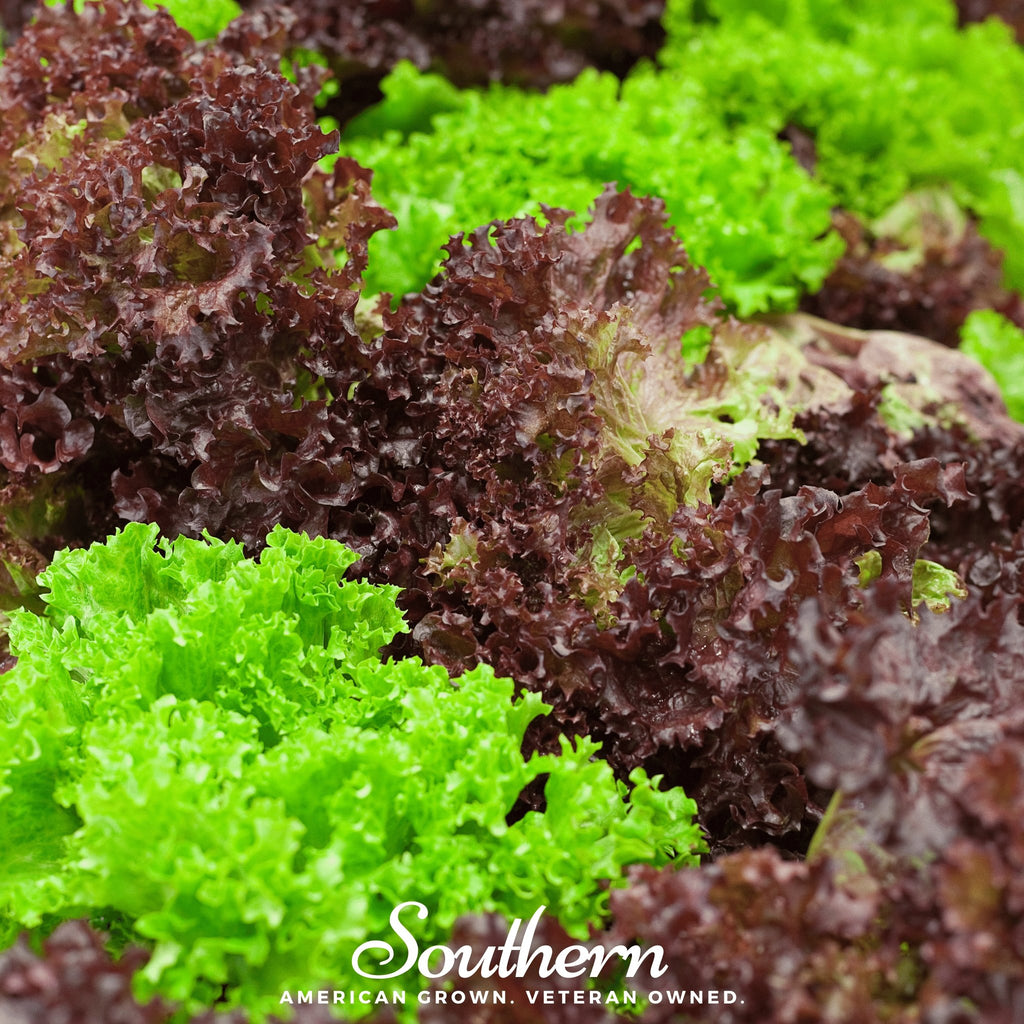 Lettuce, Mesclun Mix (Lactuca sativa) - 500 Seeds - Southern Seed Exchange