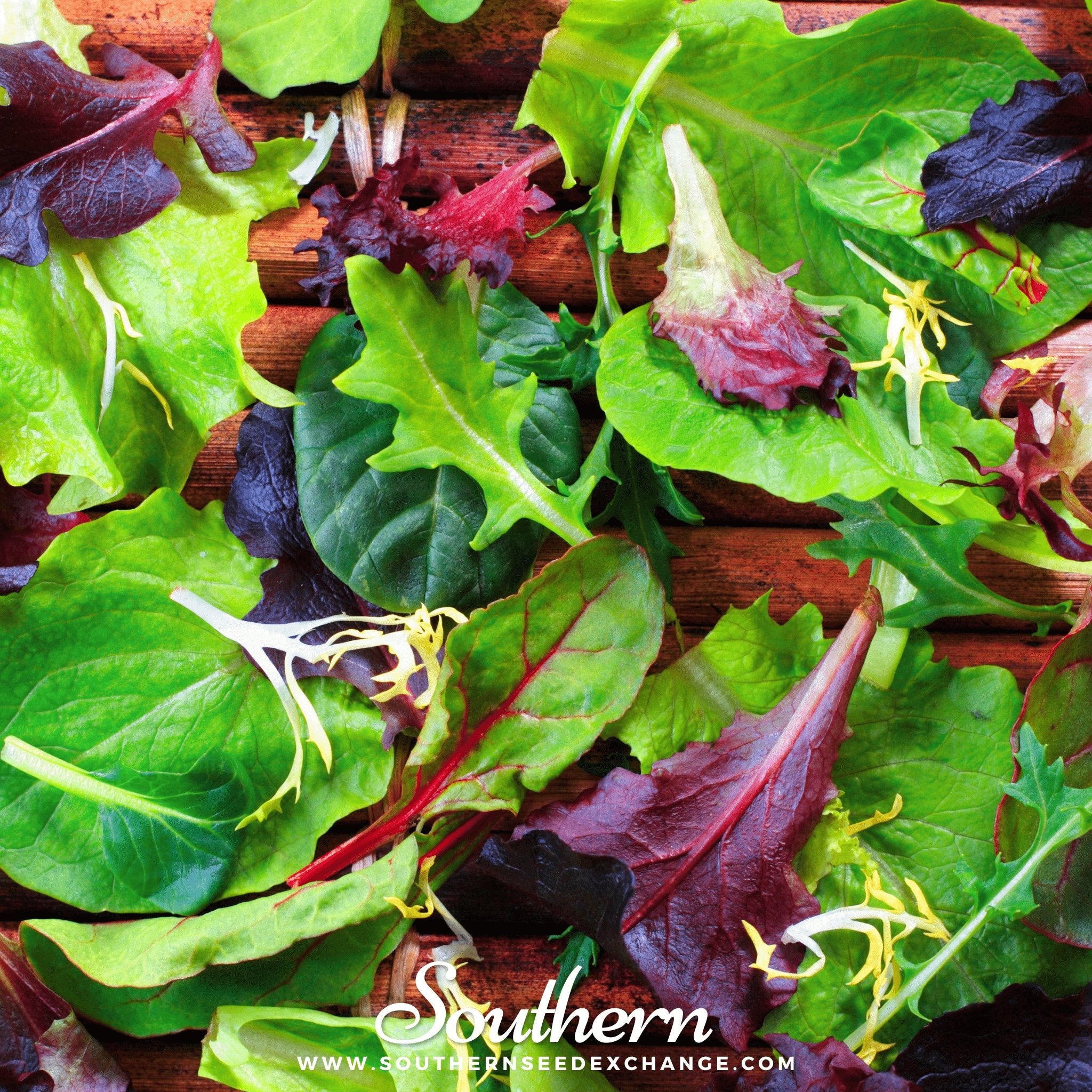 Lettuce, Mixed Greens Gourmet (Lactuca sativa) - 500 Seeds - Southern Seed Exchange