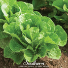 Lettuce, Parris Island Cos (Lactuca sativa) - 500 Seeds - Southern Seed Exchange