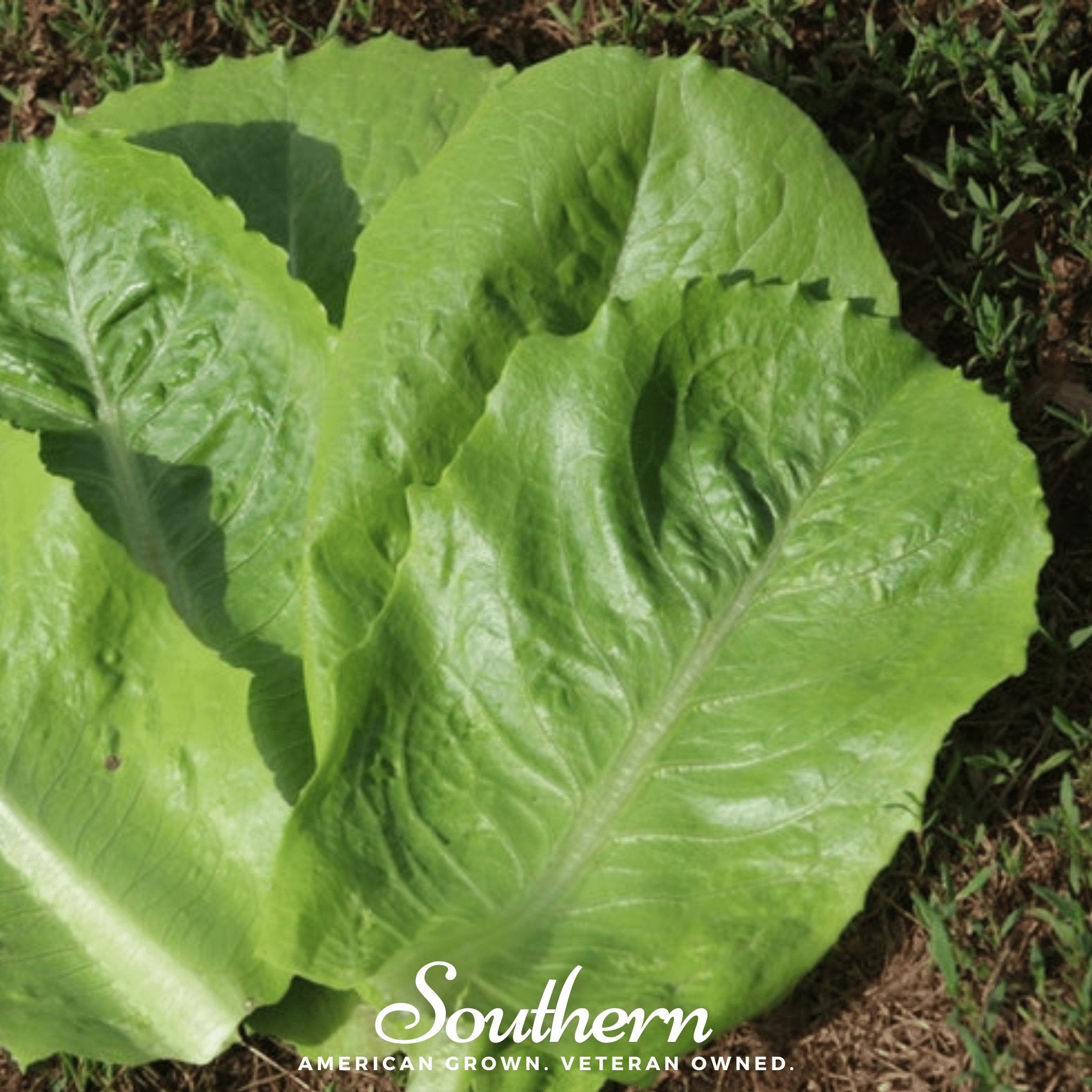 Lettuce, Parris Island Cos (Lactuca sativa) - 500 Seeds - Southern Seed Exchange