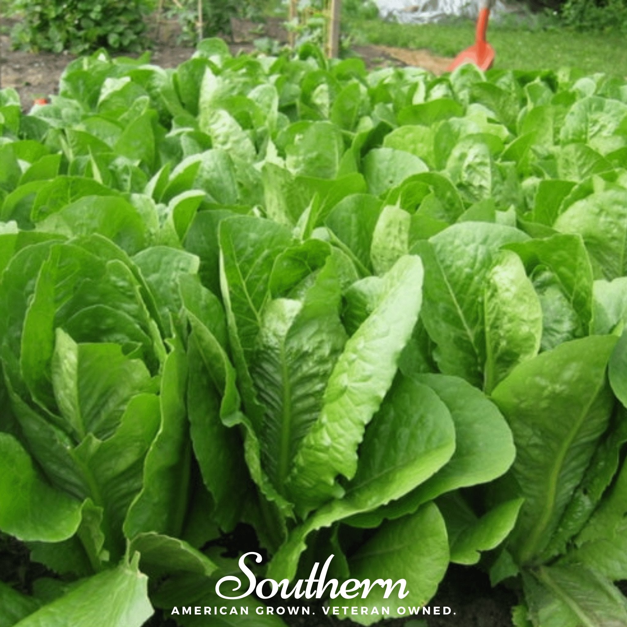 Lettuce, Parris Island Cos (Lactuca sativa) - 500 Seeds - Southern Seed Exchange