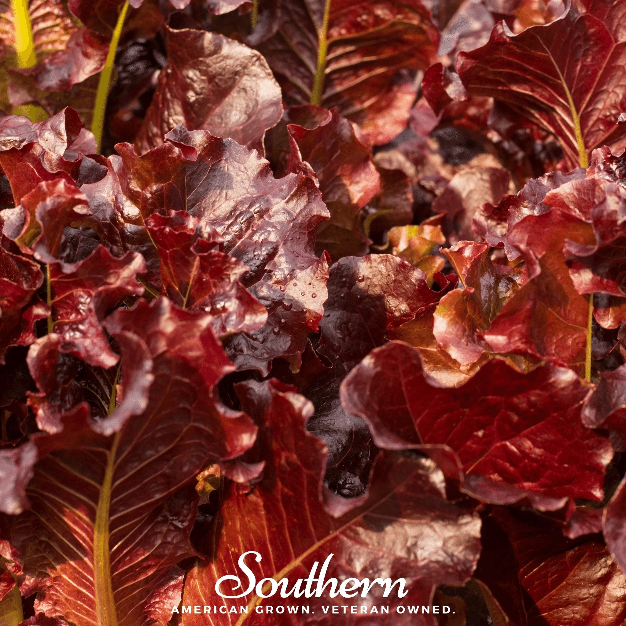 Lettuce, Salad Bowl Red (Lactuca sativa) - 500 Seeds - Southern Seed Exchange