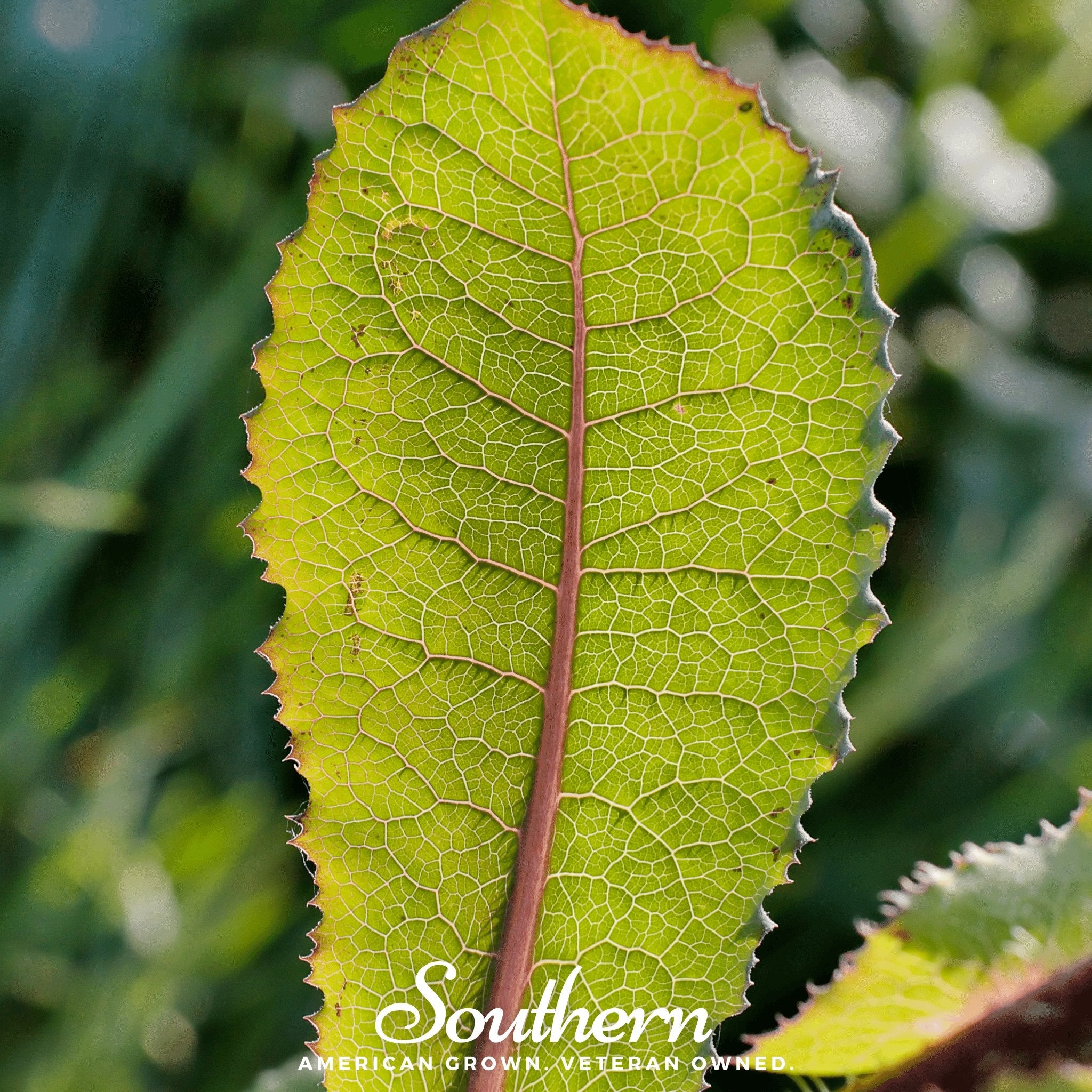 Lettuce, Wild - Opium Lettuce (Lactuca virosa) - 20 Seeds - Southern Seed Exchange