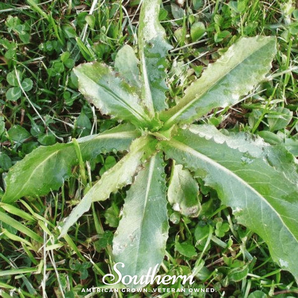 Lettuce, Wild - Opium Lettuce (Lactuca virosa) - 20 Seeds - Southern Seed Exchange