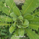 Lettuce, Wild - Opium Lettuce (Lactuca virosa) - 20 Seeds - Southern Seed Exchange