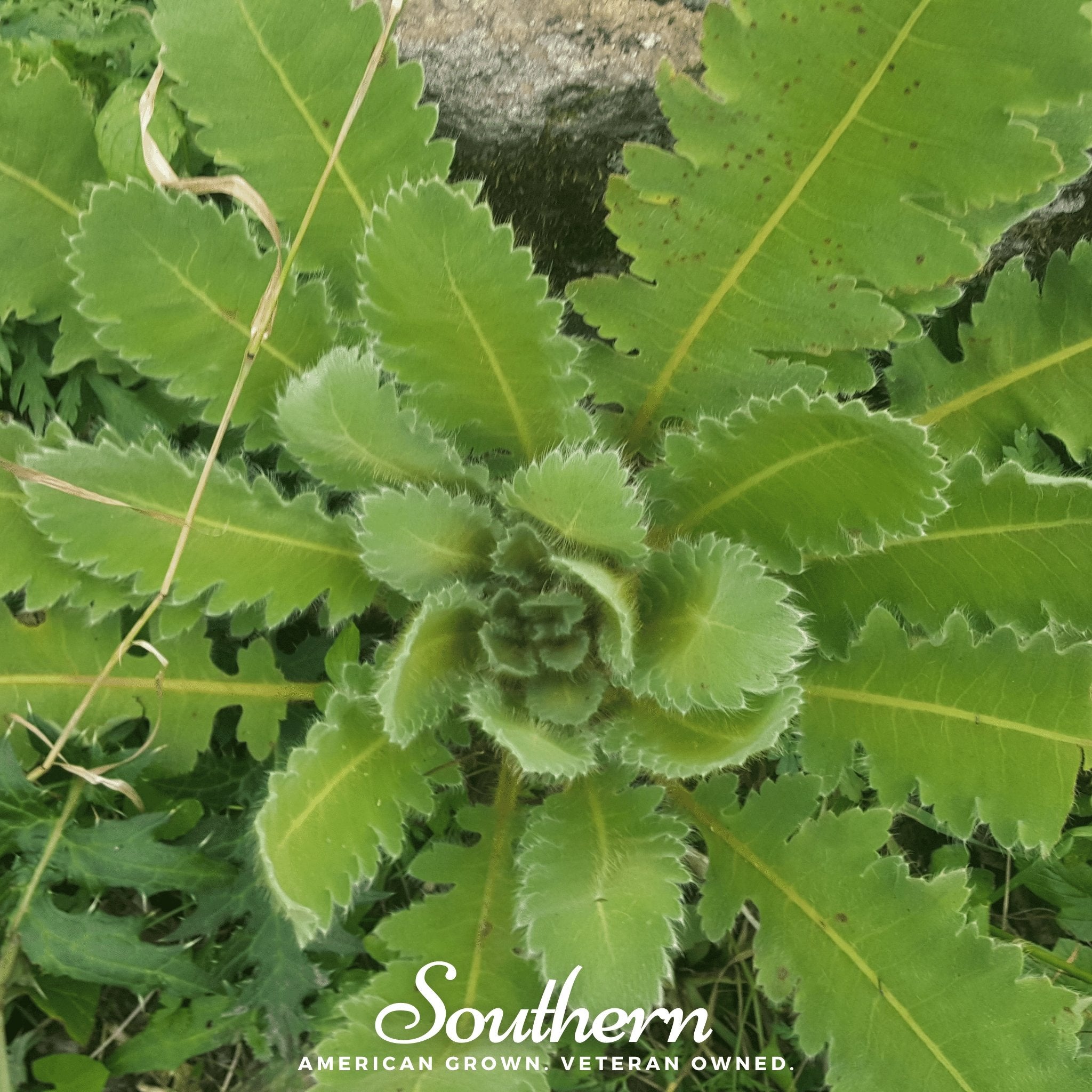 Lettuce, Wild - Opium Lettuce (Lactuca virosa) - 20 Seeds - Southern Seed Exchange