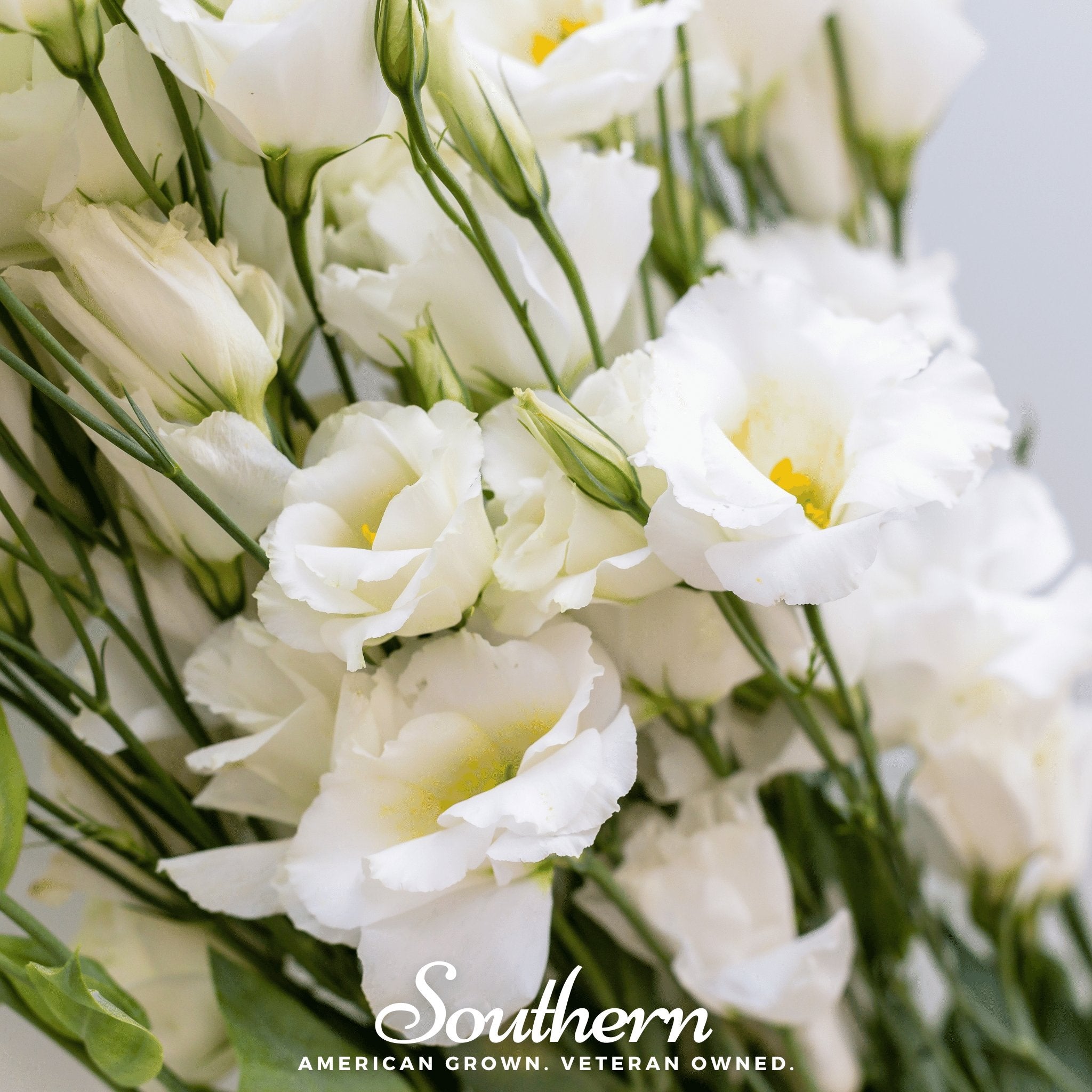 Lisianthus, Sapphire White (Eustoma grandiflorum) - 25 seeds - Southern Seed Exchange