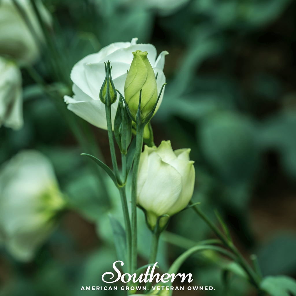 Lisianthus, Sapphire White (Eustoma grandiflorum) - 25 seeds - Southern Seed Exchange