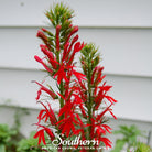 Lobelia, Cardinal Flower (Lobelia cardinalis) - 250 Seeds - Southern Seed Exchange