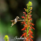 Lobelia, Cardinal Flower (Lobelia cardinalis) - 250 Seeds - Southern Seed Exchange