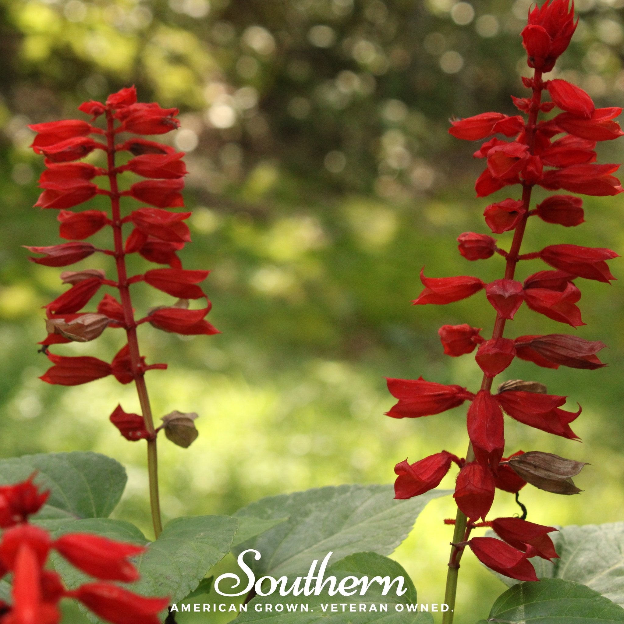 Lobelia, Cardinal Flower (Lobelia cardinalis) - 250 Seeds - Southern Seed Exchange