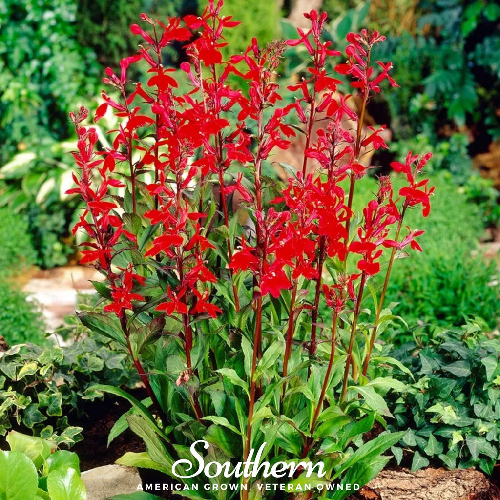 Lobelia, Cardinal Flower (Lobelia cardinalis) - 250 Seeds - Southern Seed Exchange