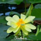 Lotus, American (Nelubo lutea) - 5 Seeds - Southern Seed Exchange