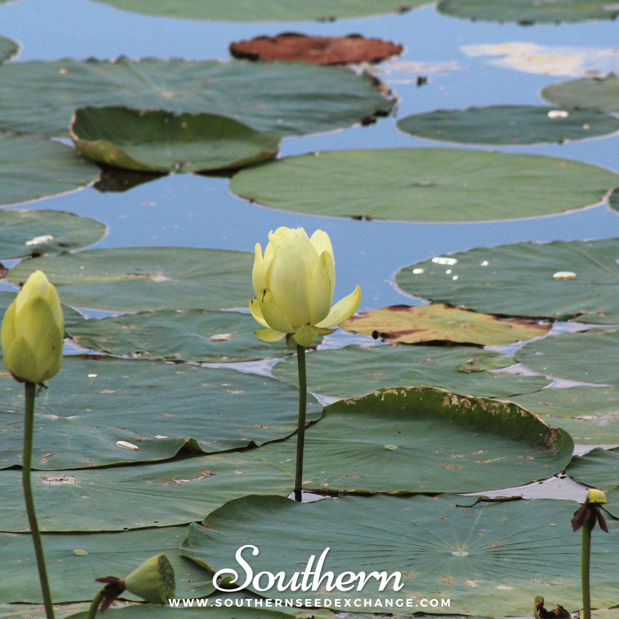 Lotus, American (Nelubo lutea) - 5 Seeds - Southern Seed Exchange