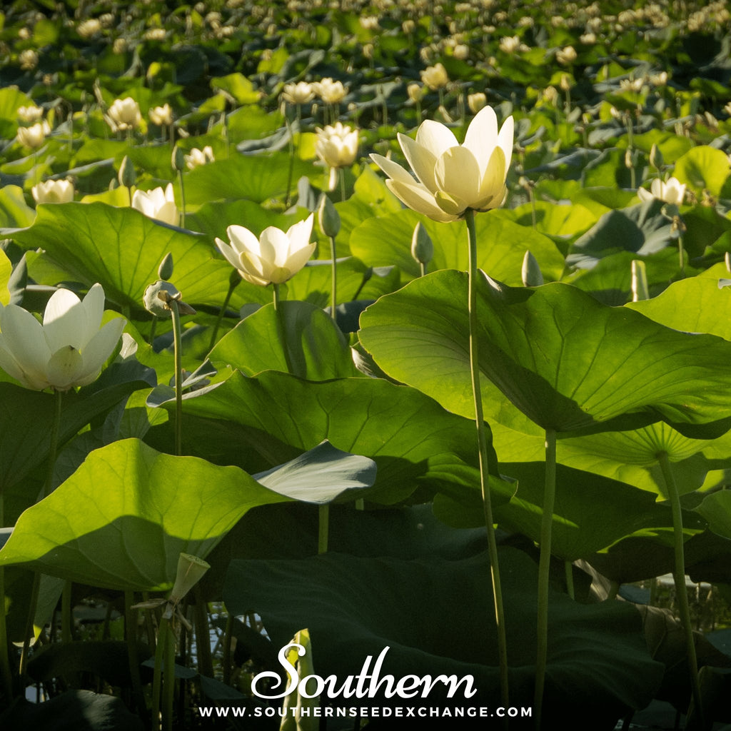 Lotus, American (Nelubo lutea) - 5 Seeds - Southern Seed Exchange