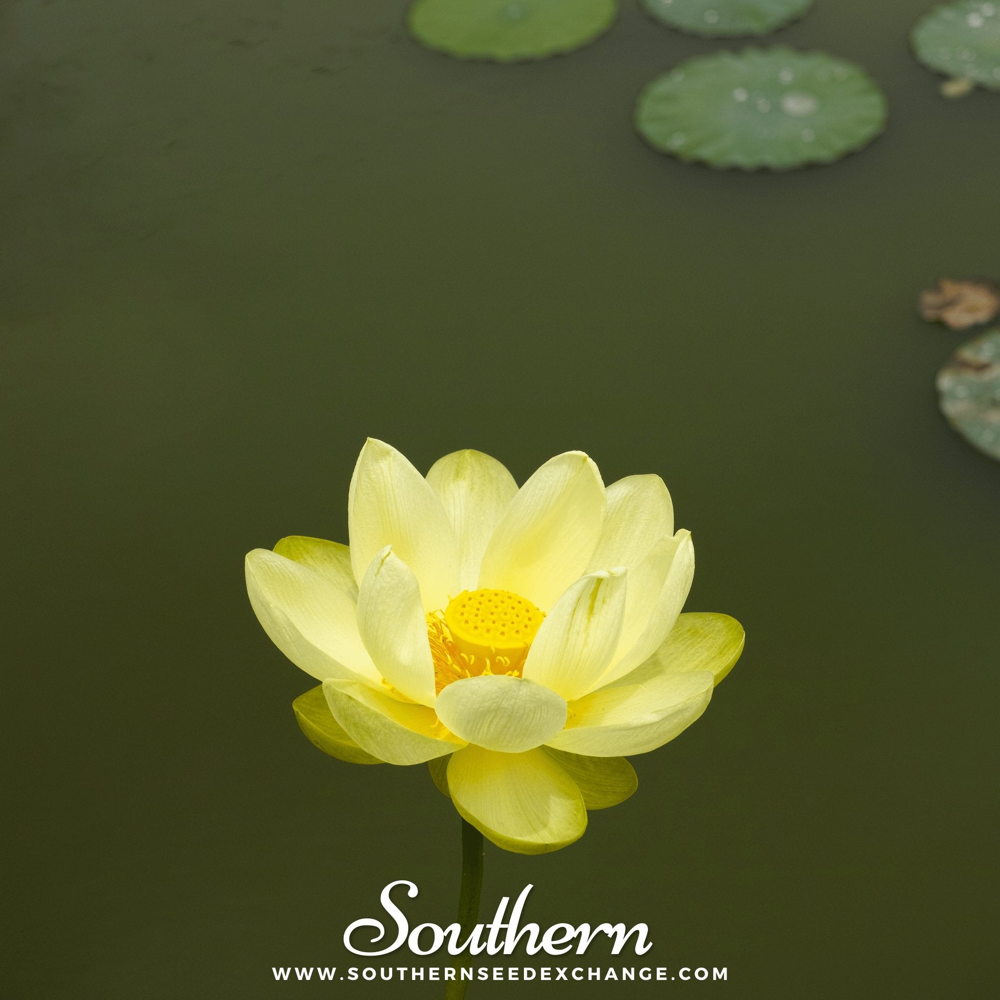 Lotus, American (Nelubo lutea) - 5 Seeds - Southern Seed Exchange