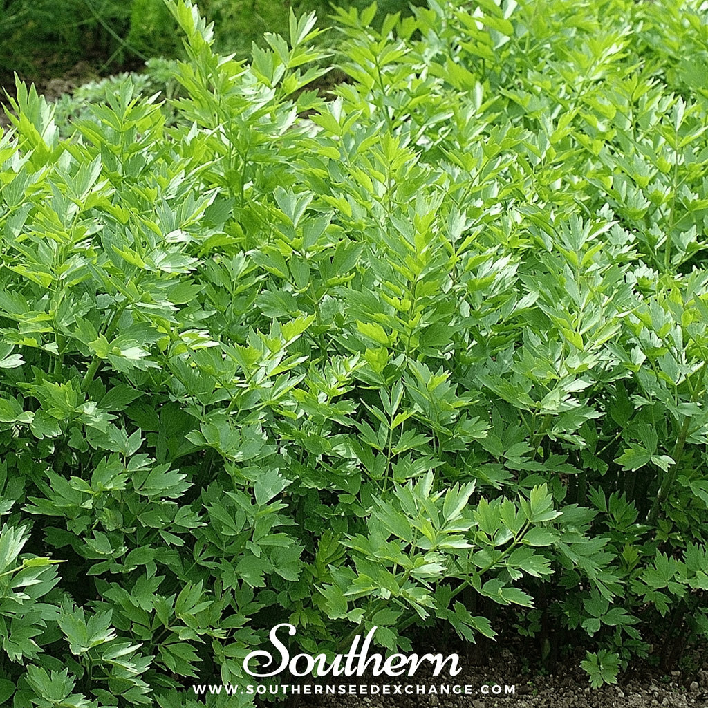 Lovage (Levisticum Officinalis) - 50 Seeds - Southern Seed Exchange