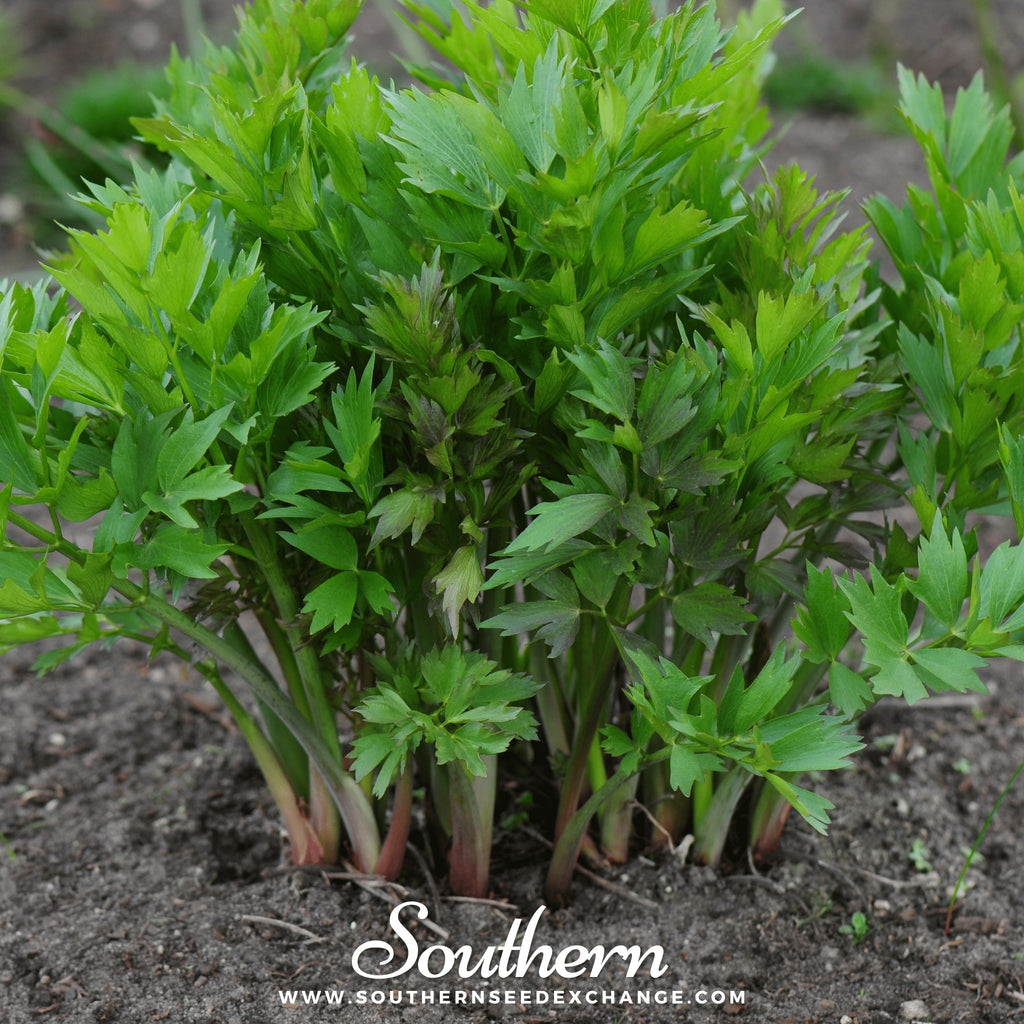 Lovage (Levisticum Officinalis) - 50 Seeds - Southern Seed Exchange