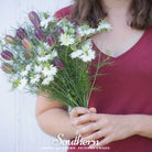 Love in a Mist, Albion Black Pods (Nigella damascena) - 100 Mixed Seeds - Southern Seed Exchange