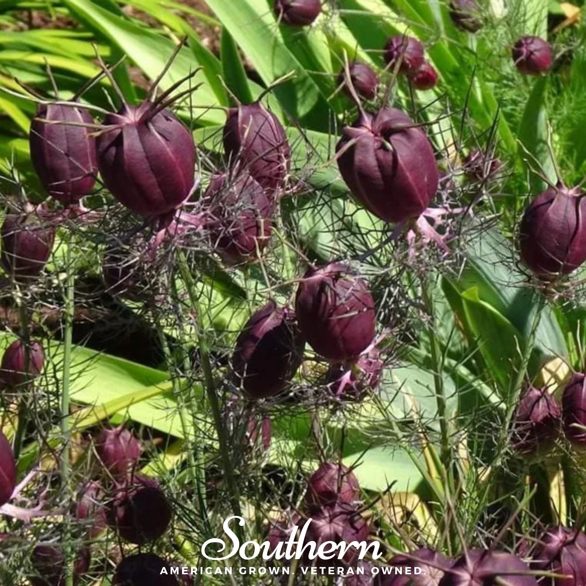 Love in a Mist, Albion Black Pods (Nigella damascena) - 100 Mixed Seeds - Southern Seed Exchange