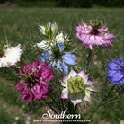 Love in a Mist, Jewels Mix (Nigella damascena) - 200 Mixed Seeds - Southern Seed Exchange