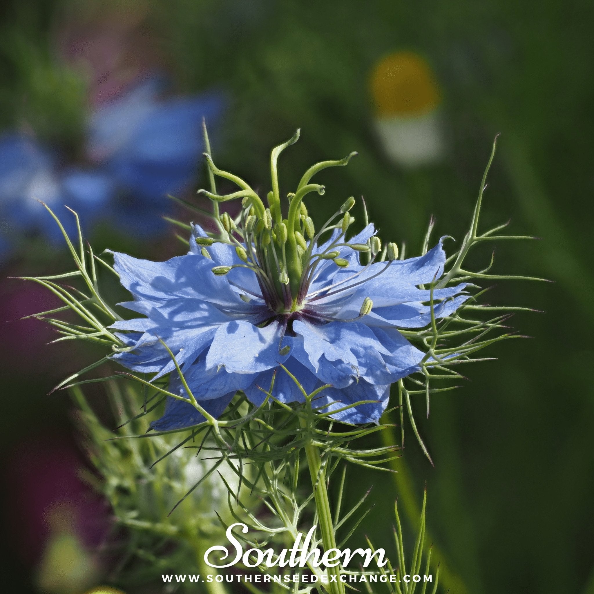 Love in a Mist, Jewels Mix (Nigella damascena) - 200 Mixed Seeds - Southern Seed Exchange