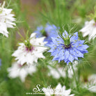 Love in a Mist, Jewels Mix (Nigella damascena) - 200 Mixed Seeds - Southern Seed Exchange