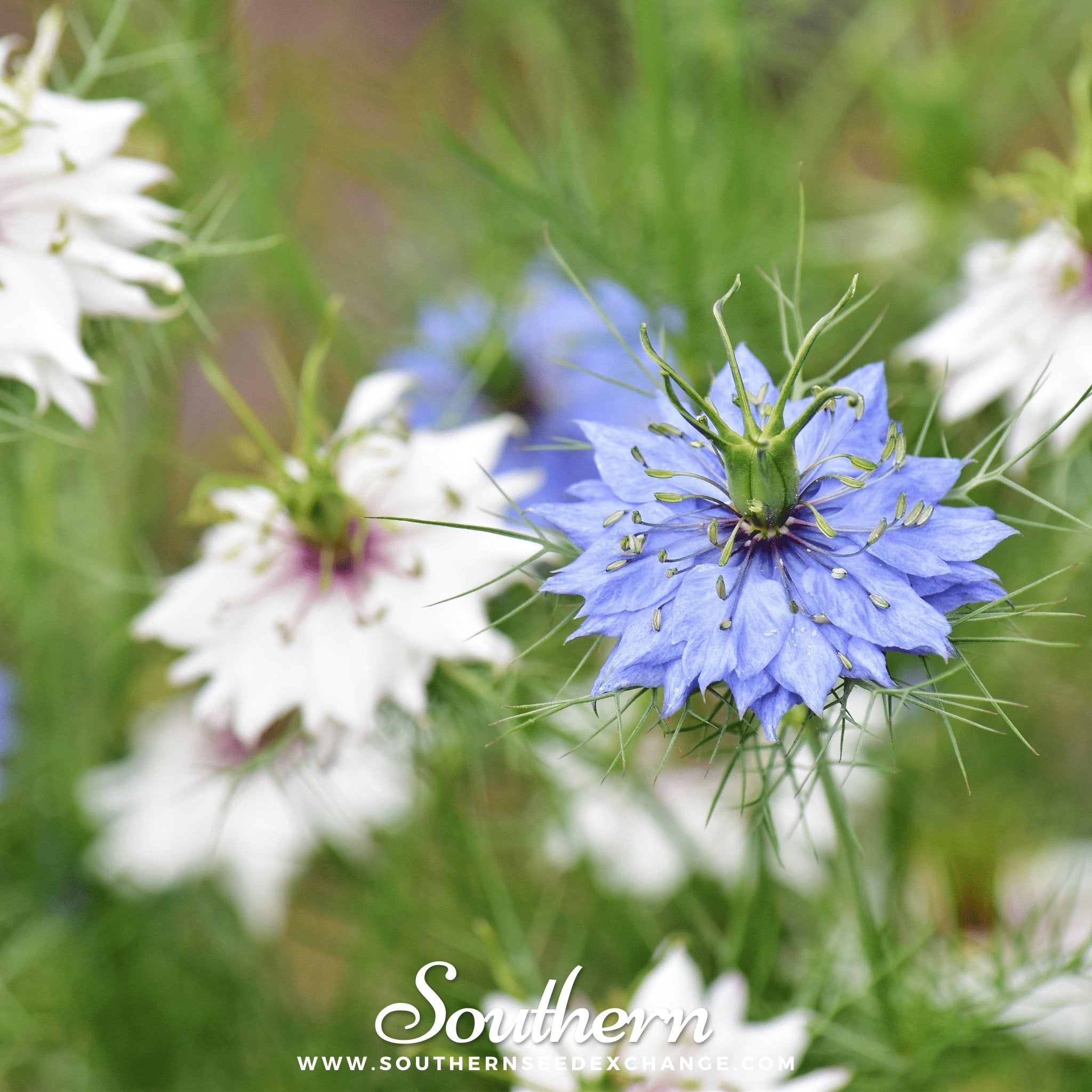 Love in a Mist, Jewels Mix (Nigella damascena) - 200 Mixed Seeds - Southern Seed Exchange