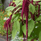 Love Lies Bleeding (Amaranthus caudatus) - 250 Seeds - Southern Seed Exchange