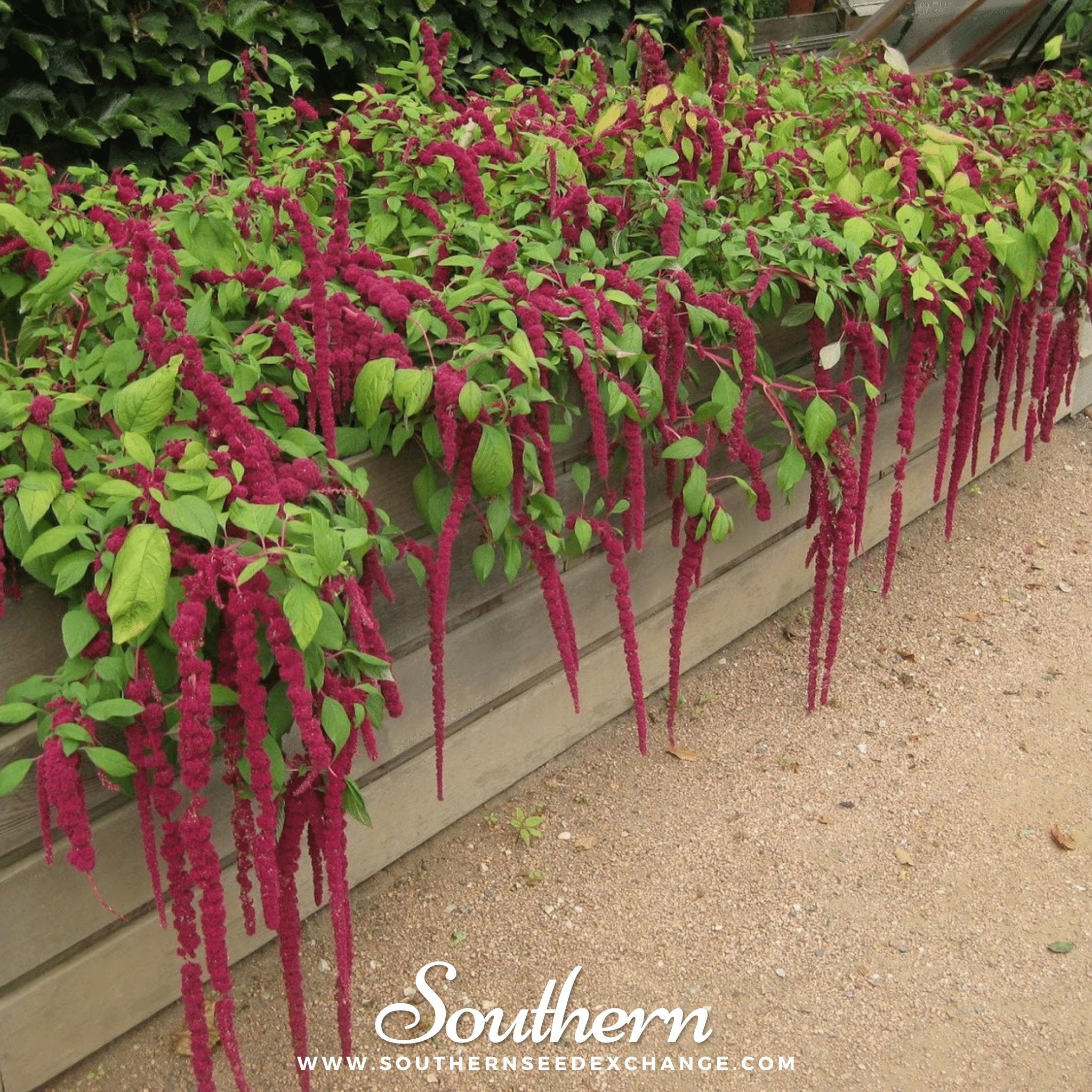 Love Lies Bleeding (Amaranthus caudatus) - 250 Seeds - Southern Seed Exchange