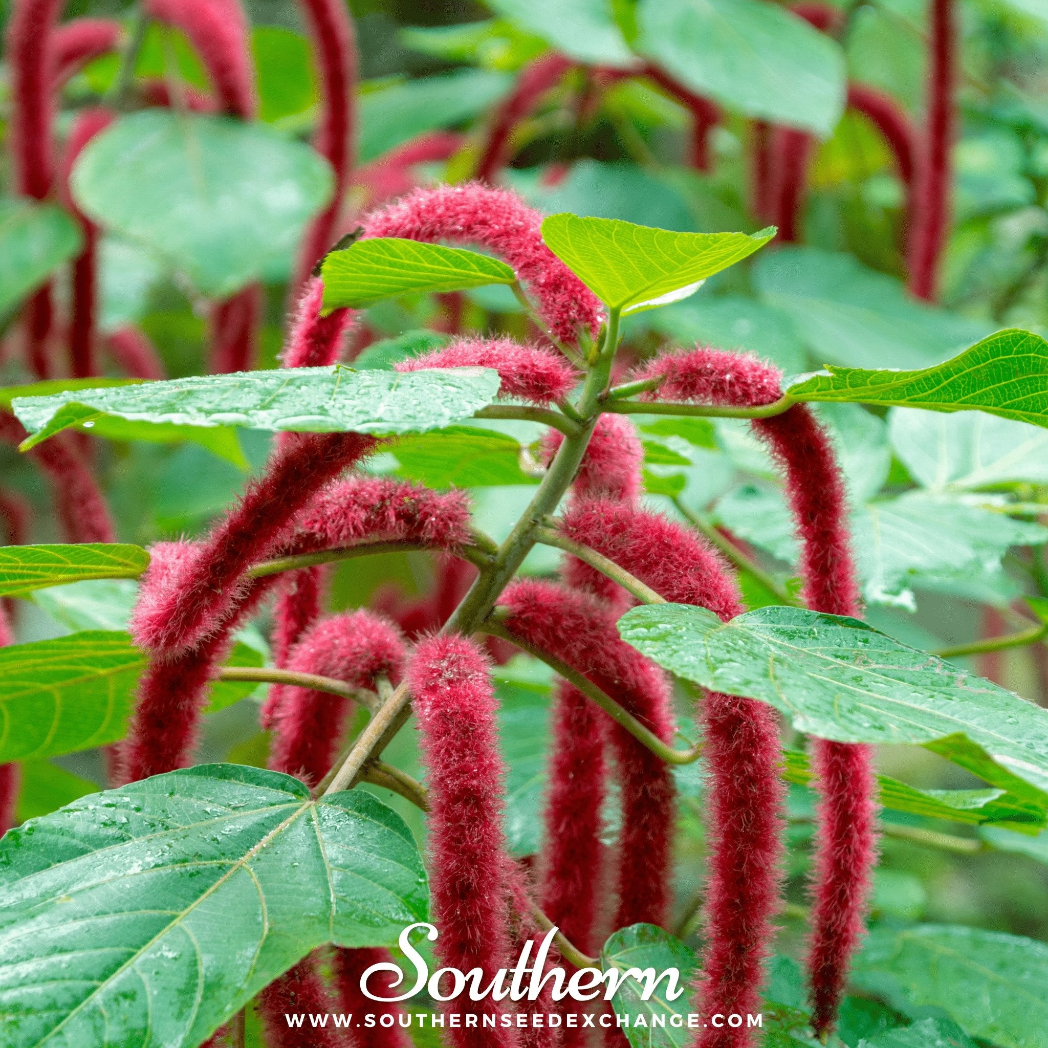 Love Lies Bleeding (Amaranthus caudatus) - 250 Seeds - Southern Seed Exchange