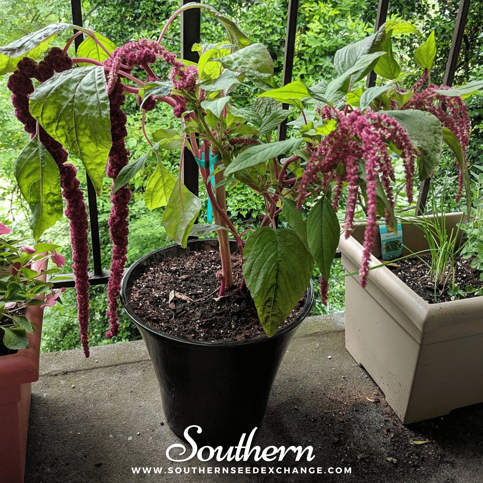 Love Lies Bleeding (Amaranthus caudatus) - 250 Seeds - Southern Seed Exchange