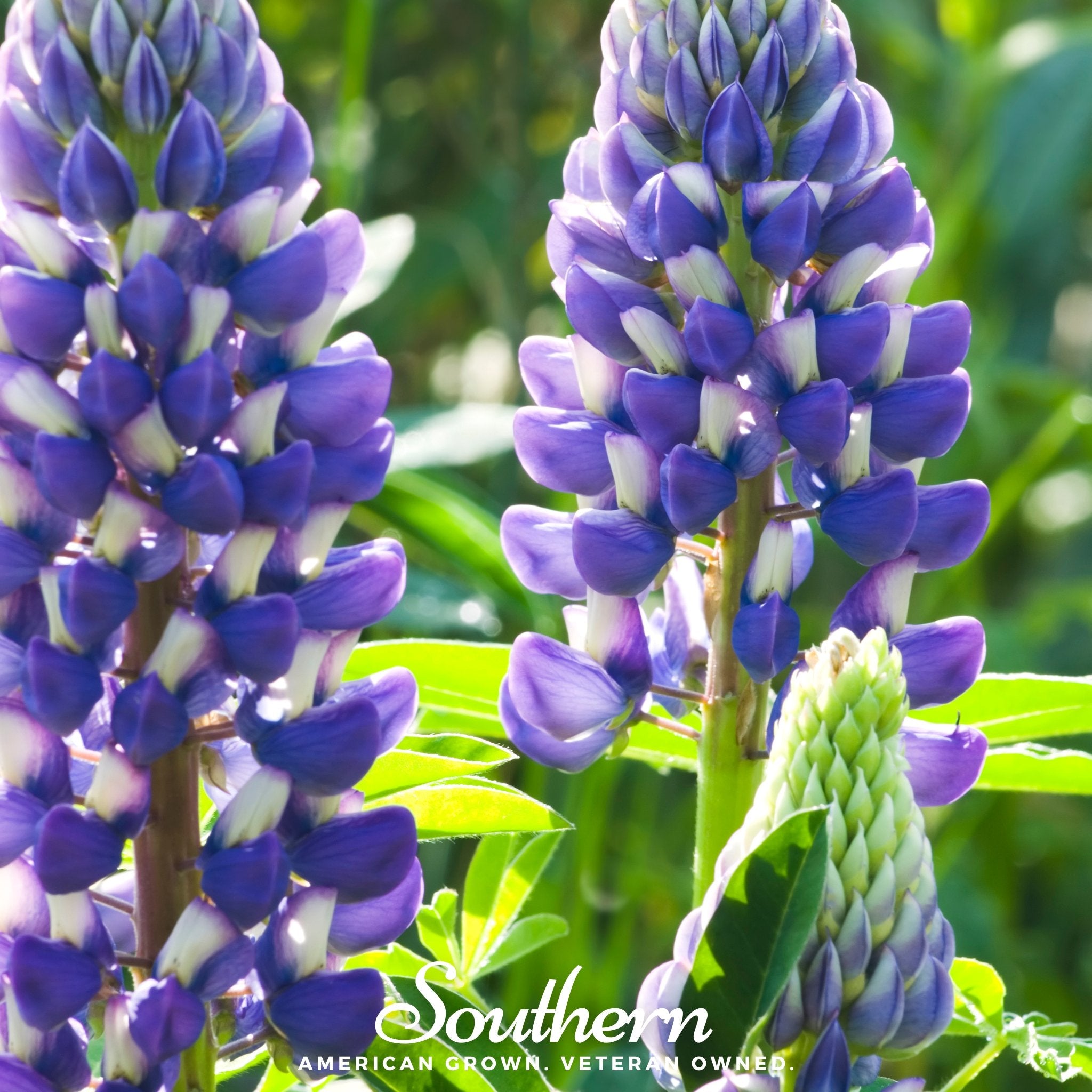 Lupine, Perennial (Lupinus perennis) - 50 Seeds - Southern Seed Exchange