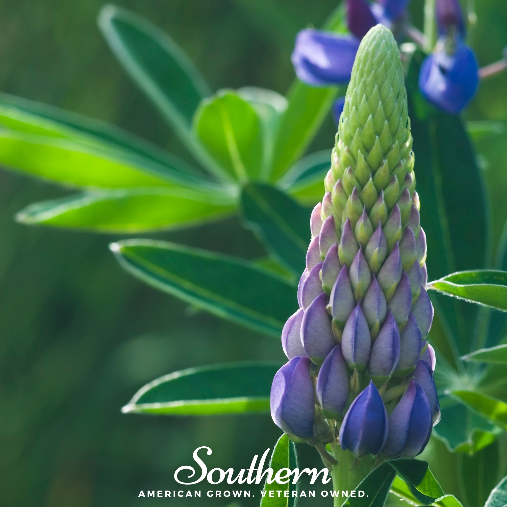 Lupine, Perennial (Lupinus perennis) - 50 Seeds - Southern Seed Exchange