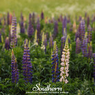 Lupine, Perennial (Lupinus perennis) - 50 Seeds - Southern Seed Exchange