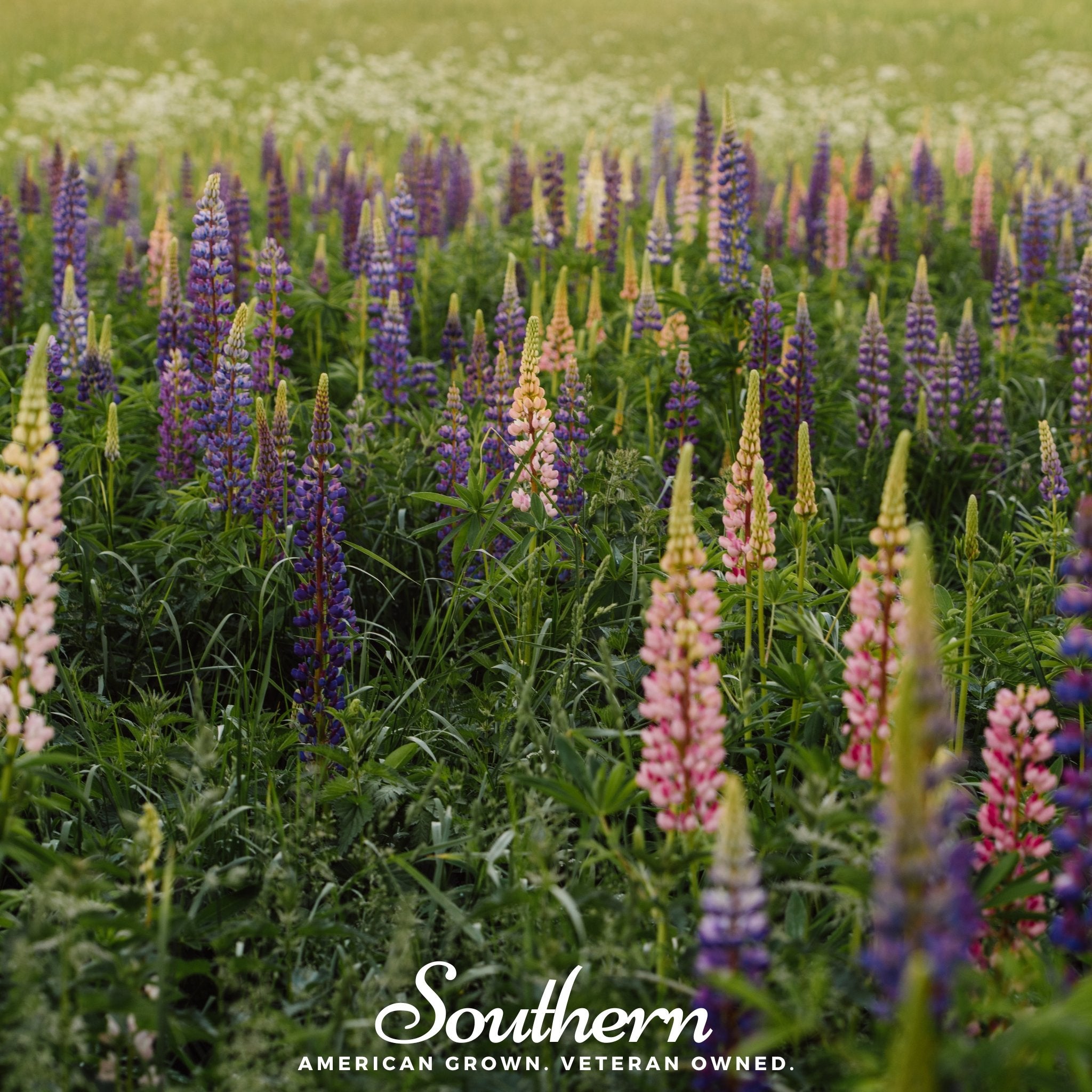 Lupine, Perennial (Lupinus perennis) - 50 Seeds - Southern Seed Exchange