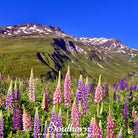 Lupine, Russell (Lupinus polyphyllus) - 50 Seeds - Southern Seed Exchange