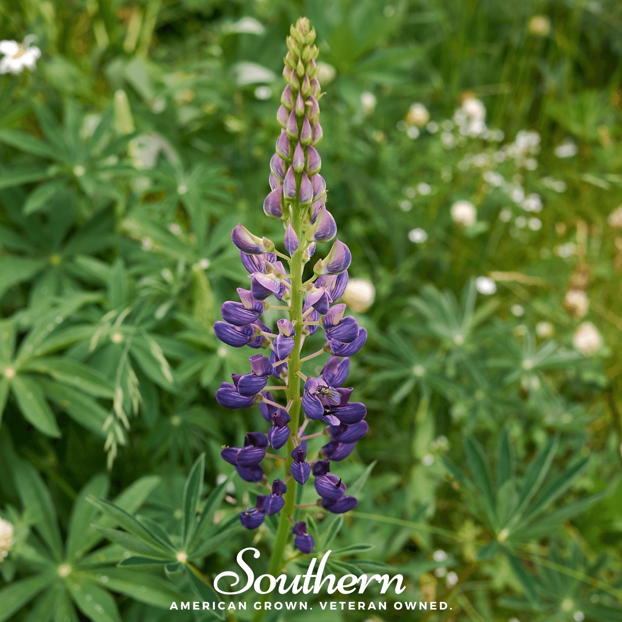 Lupine, Russell (Lupinus polyphyllus) - 50 Seeds - Southern Seed Exchange