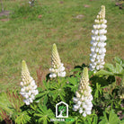 Lupine Russell, Noble Maiden (Lupinus polyphyllus) - 50 Seeds - Southern Seed Exchange